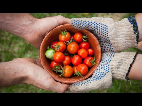 Transforming Food Systems