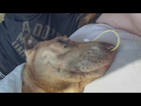 Dog dies after being intentionally set on fire
