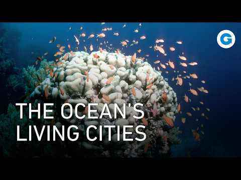 The Coral Triangle: Secrets of the Ocean’s Last Paradise | Extra Long Documentary