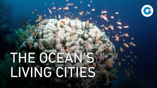 The Coral Triangle: Secrets of the Ocean’s Last Paradise | Extra Long Documentary