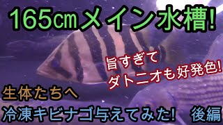 冷凍キビナゴが旨すぎて、ダトニオが鬼発色!　メイン水槽へ餌やり動画　後編【熱帯魚,アクアリウム,古代魚,大型魚,アロワナ,エマス,ナマズ】