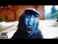 Monkey Rizz 4k  [1 Hour Edit]