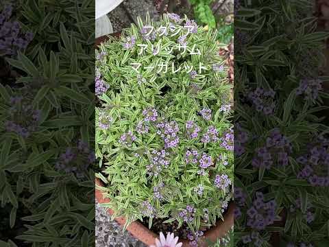 美しいフクシアを手に入れるにはどうすればよいですか？ 4つの秘密が明らかに  庭園