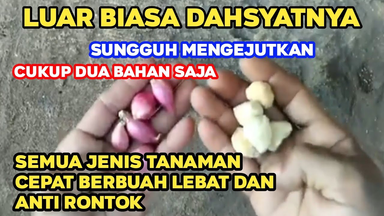 Merinding Lihat Hasilnya Setelah Menggunakan Cara ini ,semua tanaman cepat berbuah lebat