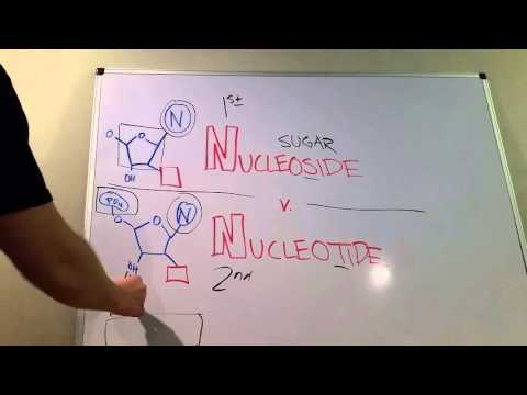 Nucleosides vs. Nucleotides