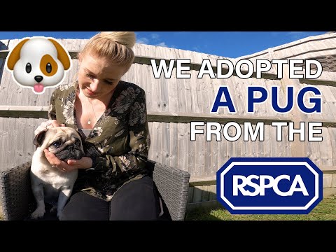 How you can adopt a dog from the RSPCA - The process explained!