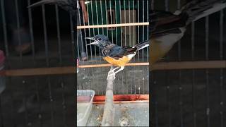 Download lagu Suara kretekan sadis murai trotol gacor pancingan bunyi trotolan#kretekanmuraitrotol#Shorts mp3