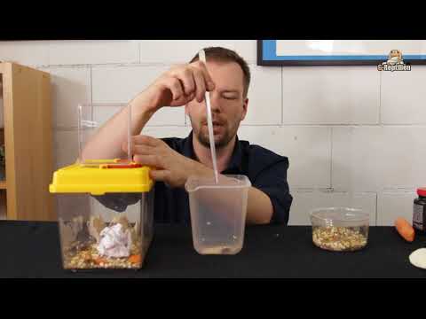 Leopard Gecko Tutorial Part 7 - Nutrition