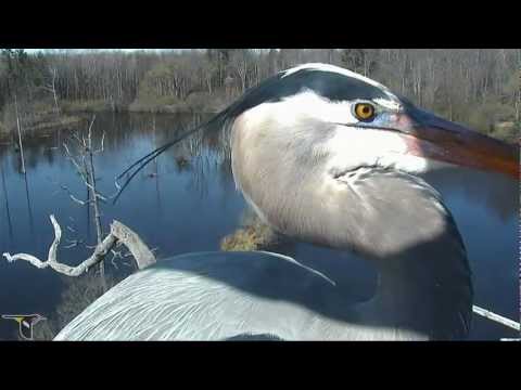 Tree-top view of Great Blue Herons in amazing double flight to nest