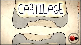 Cartilage 101 - Basics Sportology