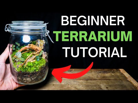How To Make A Terrarium - ULTIMATE Beginners Guide