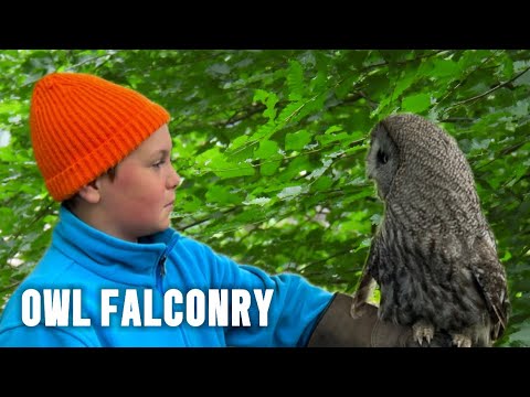 Owl falconry | the British birds of prey centre