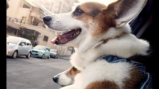 2019 WeekVlog#6：跟我一起旅行台北體大🧳