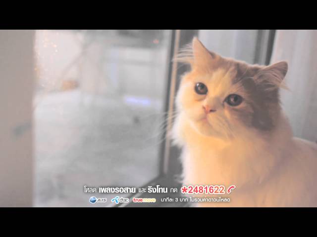 คำบางคำ - Sqweez Animal