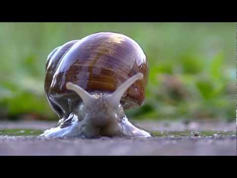 JVC GZ-E205 Test in Full HD (nature)