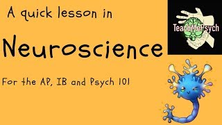Neuroscience For Psychology