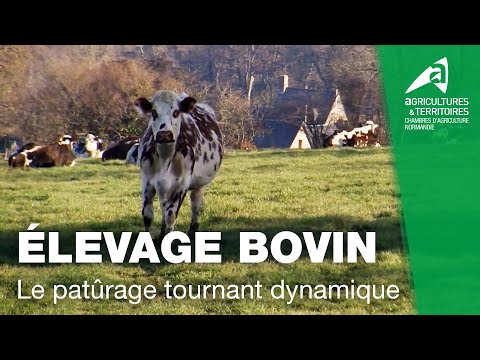 , title : 'Élevage bovin : Le pâturage tournant dynamique | GAEC du Val d'Orne (61)'