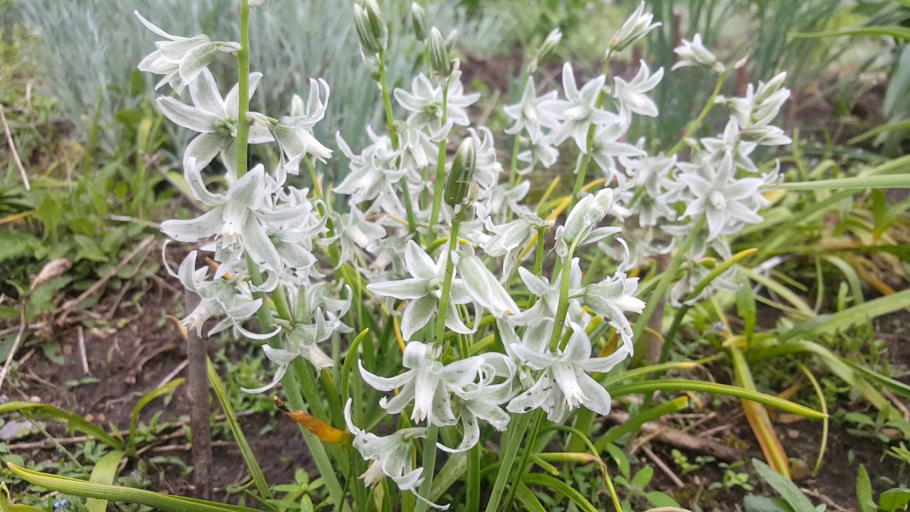 Птицемлечник поникший или Нутанс. Ornithogalum .