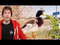 Straatnamen dankzij kotsende dieren? | Van de Straat