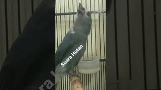 Download lagu srigunting abu abu nembak panjang alam mp3 Download lagu srigunting abu abu nembak panjang alam mp3