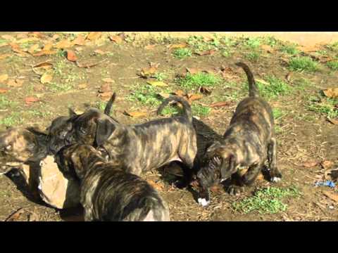 Catelusi din Canisa Spartan Dog 1luna si 10 zile