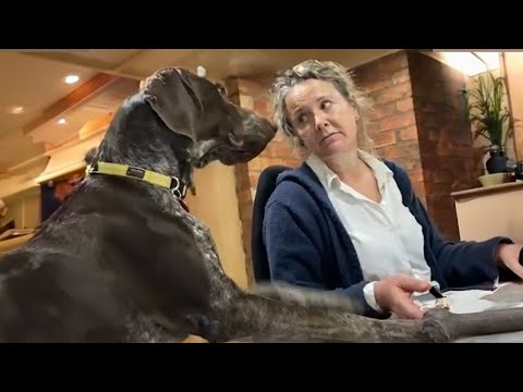 Qui est le chien de salon ? | Les chiens les plus drôles de la semaine 🤣