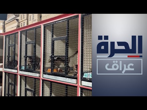 شاهد بالفيديو.. الأنبار.. اتساع تربية الحيوانات الأليفة