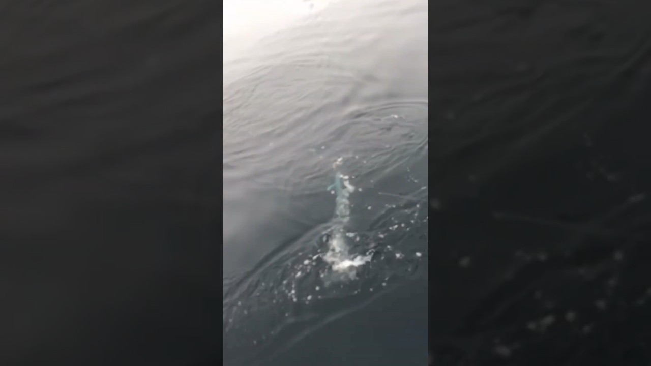 Hit on a handmade popper #fishing