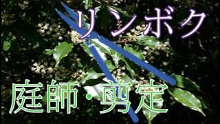 【植木・剪定】　リンボク編