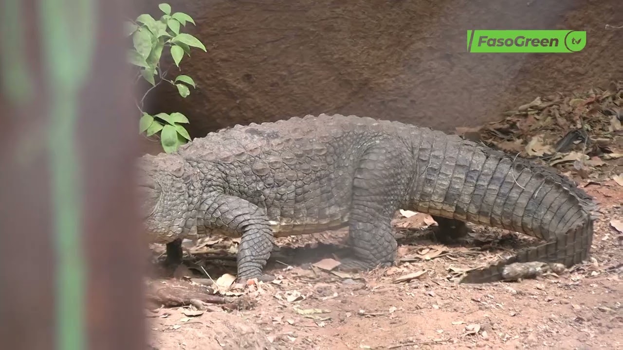 Sortie des crocodiles du parc Urbain Bangr-Weoogo : Boureima KOUDOUGOU donne les raisons