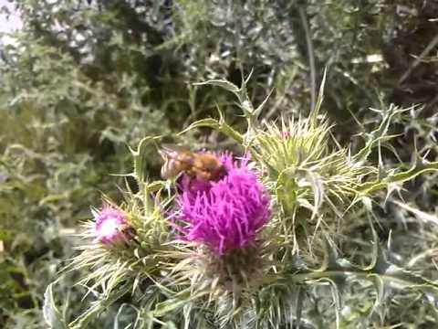 Μέλισσα σε ανθό αγκαθιού (Γαιδουράγκαθο - Κίρσιο)