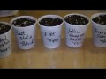 Growing Super Hot Chili Peppers from Seed - 2010 ...