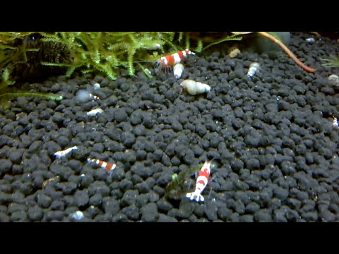 How to Selectively Breed Shrimp for Better Color & Quality | Step-by-Step Guide