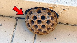 He Thought It Was a Hornet’s Nest — What Experts Found Left Him Shaking