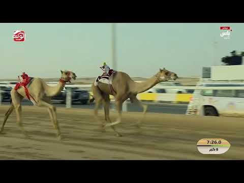 ش 5 (الدانه) لـ هجن الرئاسة 12:27:17 ، مهرجان ختامي الشحانية 2026/04/26 ثنايا