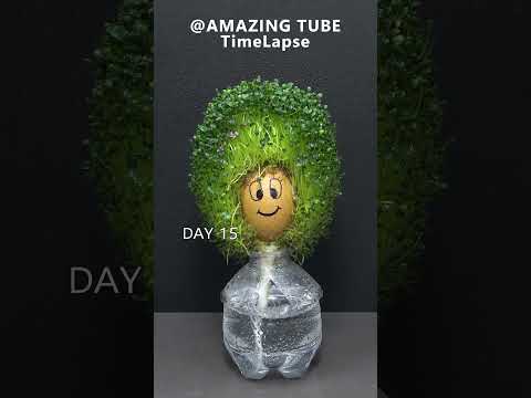 Growing Chia Seeds On Egg #timelapse