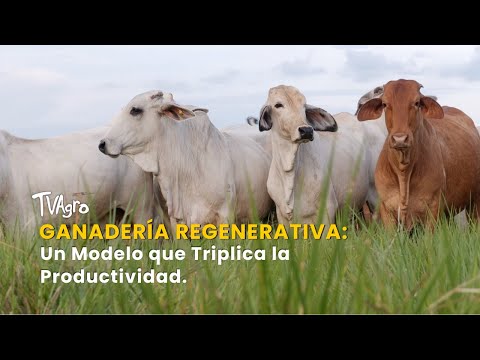 Ganadería Regenerativa: Un Modelo que Triplica la Productividad - TvAgro por Juan Gonzalo Angel