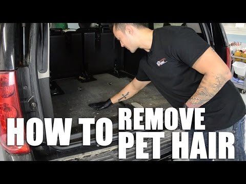 How to Remove Pet Hair From Your Car