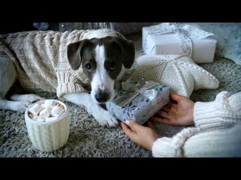 Artero Cosmetics Packs for dogs