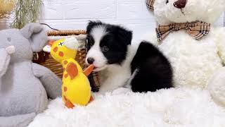 ボーダーコリーの動画01