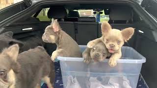 King Kong, Primetime & Primetime’s French bulldog puppies Isabella fluffy frenchie, lilac tan fluffy
