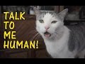 Cats Talking With Their Humans 2015 NEW