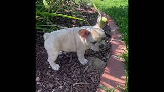 Video preview image #1 French Bulldog Puppy For Sale in LONG BEACH, CA, USA