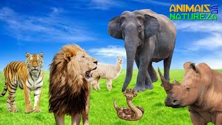 Som de Animais Selvagens - Em Seu Habitat Natural, Tigre, Rinoceronte, Leão – Características