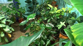 Pflanzen versorgen mit Monstera obliqua Peru und dann ab in den Dschungel im Zimmer