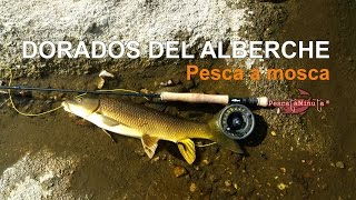 Dorados del Alberche - Pesca a Mosca