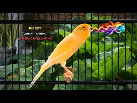 The Most Spectacular Canary Training Song‼️ Your Canary Will Sing Immediately🐦