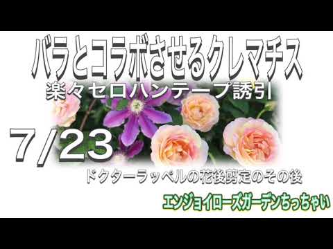園芸 クレマチス「ドクター・ラッペル」