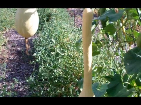 download lagu mp3 mp4 Italian Squash Varieties, download lagu Italian Squash Varieties gratis, unduh video klip Italian Squash Varieties