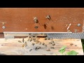 Работа пчел (8 минут, без слов), медитация перед ульем. 